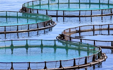 roots blower applications fish farms and aquaculture, roots blower for fish farms and aquaculture, roots blower applications